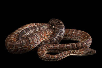 Image showing Hispaniolan boa, Chilabothrus or epicrates striatus