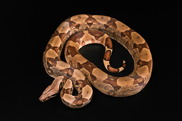 Image showing Boa constrictors  isolated on black background