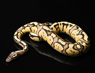 Image showing Female Ball Python. Firefly Morph or Mutation