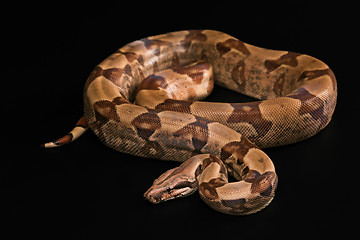 Image showing Boa constrictors  isolated on black background