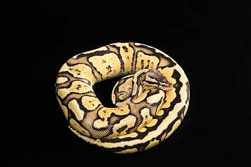 Image showing Female Ball Python 