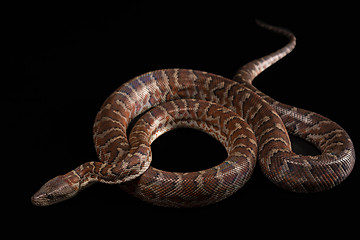 Image showing Hispaniolan boa, Chilabothrus or epicrates striatus