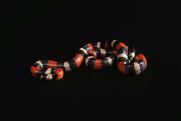 Image showing Pueblan milk snake 