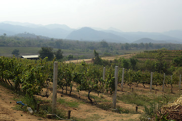 Image showing ASIA MYANMAR NYAUNGSHWE WINE