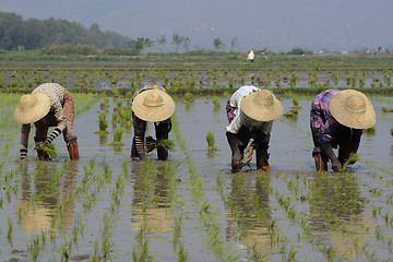 Image showing ASIA MYANMAR NYAUNGSHWE RICE FIELD