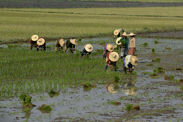 Image showing ASIA MYANMAR NYAUNGSHWE RICE FIELD