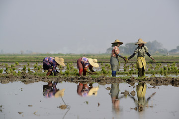 Image showing ASIA MYANMAR NYAUNGSHWE RICE FIELD