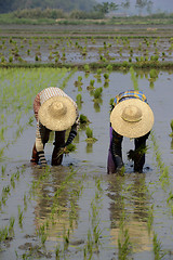 Image showing ASIA MYANMAR NYAUNGSHWE RICE FIELD