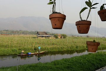 Image showing ASIA MYANMAR NYAUNGSHWE FLOATING GARDENS