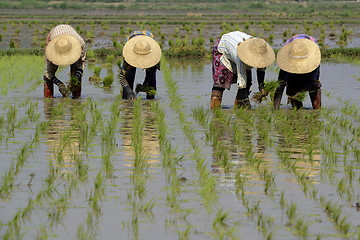 Image showing ASIA MYANMAR NYAUNGSHWE RICE FIELD