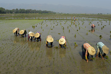 Image showing ASIA MYANMAR NYAUNGSHWE RICE FIELD