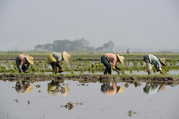 Image showing ASIA MYANMAR NYAUNGSHWE RICE FIELD