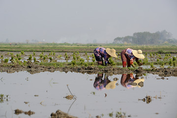 Image showing ASIA MYANMAR NYAUNGSHWE RICE FIELD