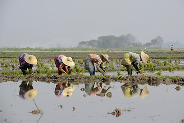 Image showing ASIA MYANMAR NYAUNGSHWE RICE FIELD