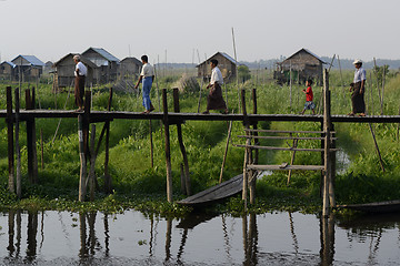 Image showing ASIA MYANMAR NYAUNGSHWE FLOATING GARDENS