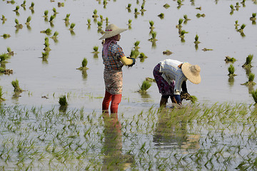 Image showing ASIA MYANMAR NYAUNGSHWE RICE FIELD