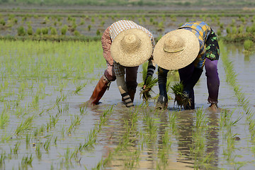 Image showing ASIA MYANMAR NYAUNGSHWE RICE FIELD