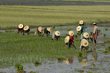 Image showing ASIA MYANMAR NYAUNGSHWE RICE FIELD