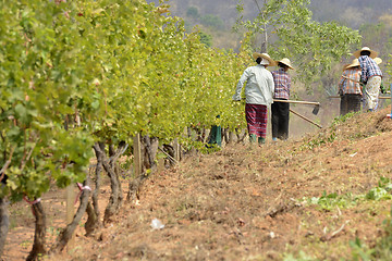 Image showing ASIA MYANMAR NYAUNGSHWE WINE