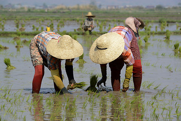 Image showing ASIA MYANMAR NYAUNGSHWE RICE FIELD