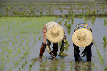 Image showing ASIA MYANMAR NYAUNGSHWE RICE FIELD