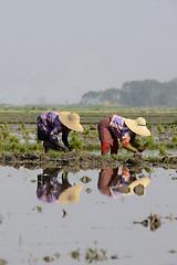 Image showing ASIA MYANMAR NYAUNGSHWE RICE FIELD