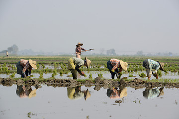 Image showing ASIA MYANMAR NYAUNGSHWE RICE FIELD