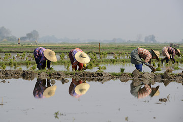 Image showing ASIA MYANMAR NYAUNGSHWE RICE FIELD