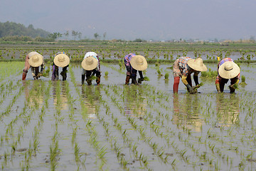 Image showing ASIA MYANMAR NYAUNGSHWE RICE FIELD