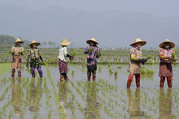 Image showing ASIA MYANMAR NYAUNGSHWE RICE FIELD