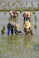 Image showing ASIA MYANMAR NYAUNGSHWE RICE FIELD