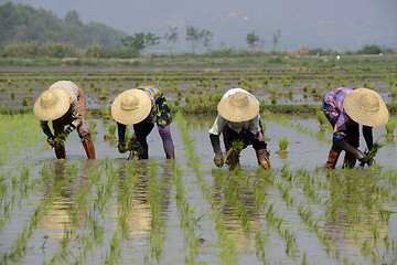 Image showing ASIA MYANMAR NYAUNGSHWE RICE FIELD