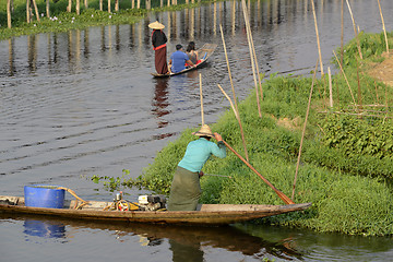 Image showing ASIA MYANMAR NYAUNGSHWE FLOATING GARDENS