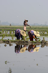 Image showing ASIA MYANMAR NYAUNGSHWE RICE FIELD