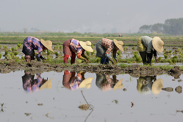 Image showing ASIA MYANMAR NYAUNGSHWE RICE FIELD