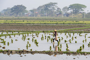 Image showing ASIA MYANMAR NYAUNGSHWE RICE FIELD