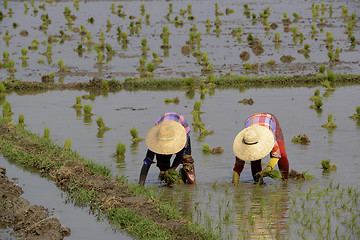 Image showing ASIA MYANMAR NYAUNGSHWE RICE FIELD