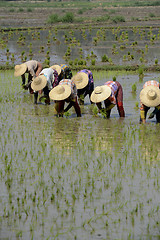 Image showing ASIA MYANMAR NYAUNGSHWE RICE FIELD