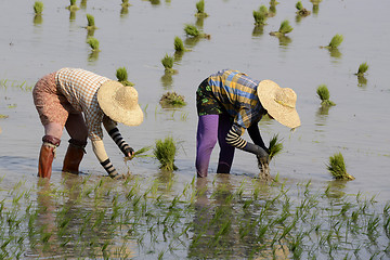 Image showing ASIA MYANMAR NYAUNGSHWE RICE FIELD