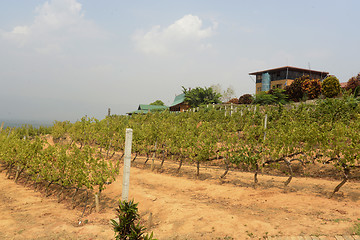 Image showing ASIA MYANMAR NYAUNGSHWE WINE