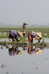 Image showing ASIA MYANMAR NYAUNGSHWE RICE FIELD