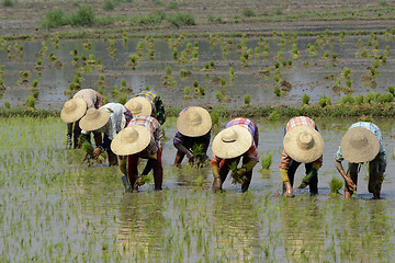 Image showing ASIA MYANMAR NYAUNGSHWE RICE FIELD