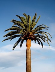 Image showing palm tree