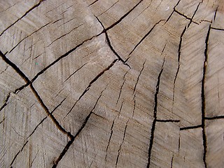 Image showing wood texture