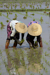 Image showing ASIA MYANMAR NYAUNGSHWE RICE FIELD