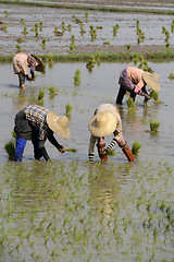 Image showing ASIA MYANMAR NYAUNGSHWE RICE FIELD