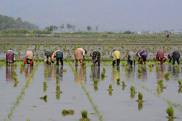 Image showing ASIA MYANMAR NYAUNGSHWE RICE FIELD