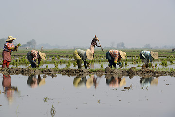 Image showing ASIA MYANMAR NYAUNGSHWE RICE FIELD