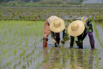 Image showing ASIA MYANMAR NYAUNGSHWE RICE FIELD