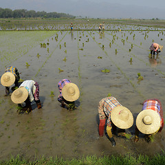 Image showing ASIA MYANMAR NYAUNGSHWE RICE FIELD
